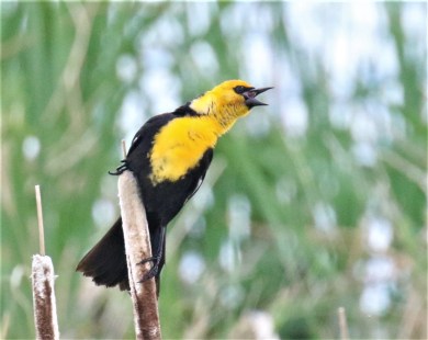 Yellow Headed Blackbird2