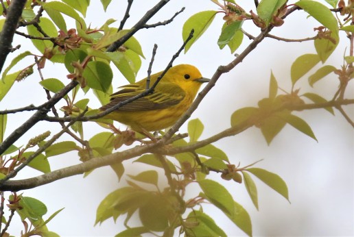 Yellow Warbler