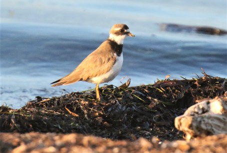 Common Ringed Plover