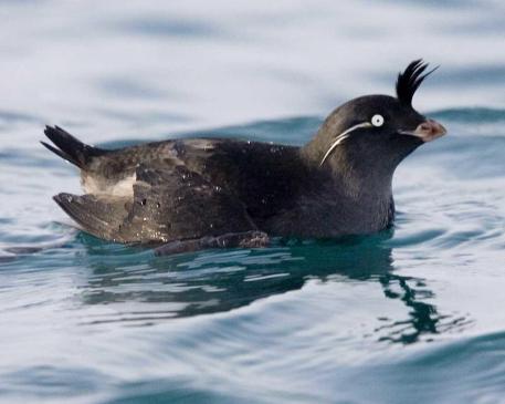 Crested Auklet