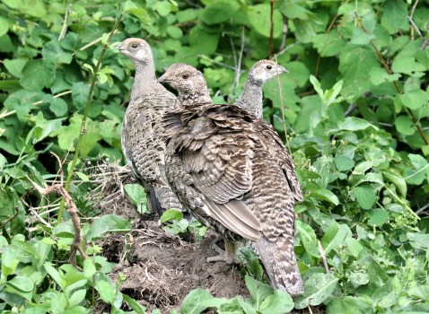 Dusky Grouse 3