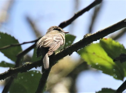 Least Flycatcher