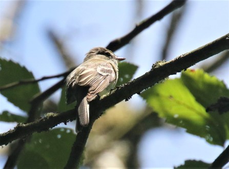 Least Flycatcher