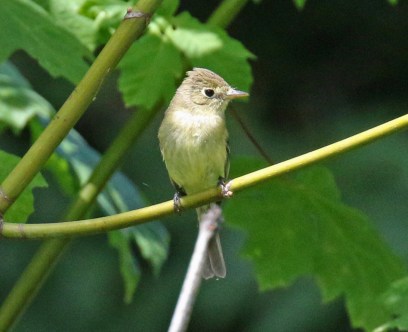 Pacific Slope Flycatcher