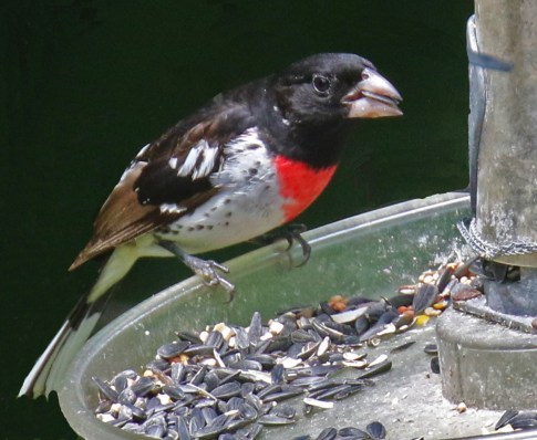 Rose Breasted Grosbeak1r