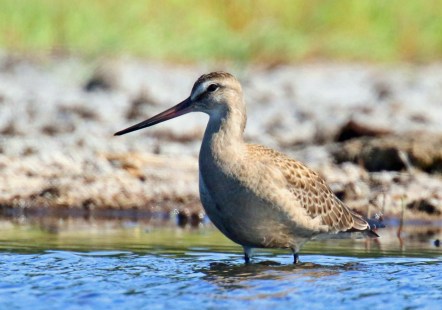 Hudsonian Godwit Crockett3