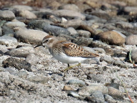 Least Sandpiper2