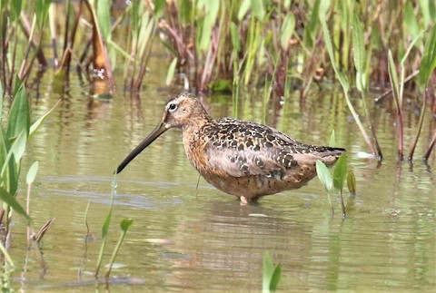 Long Billed Dowitcher1