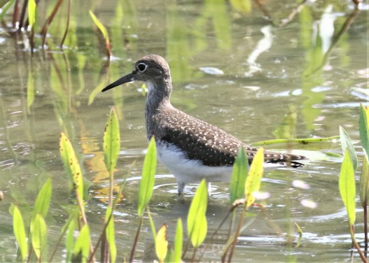 Solitary Sandpiper1