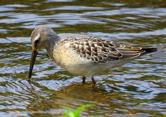 Stilt Sandpiper Kent3
