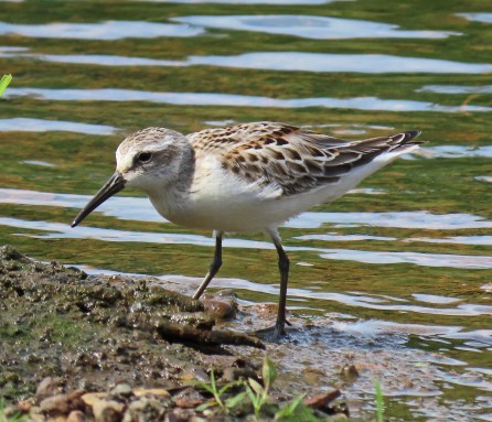 Western Sandpiper1