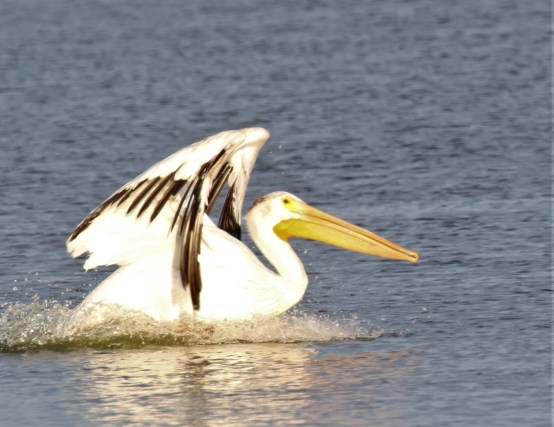 American White Pelican