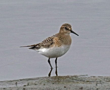 Baird's Sandpiper