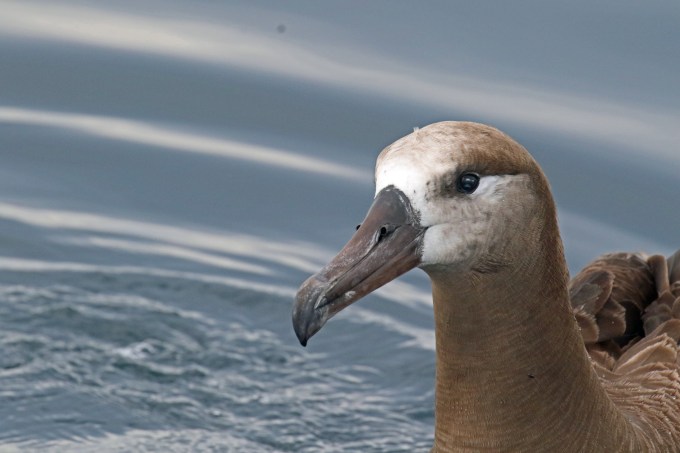 Black Footed Albatross Head