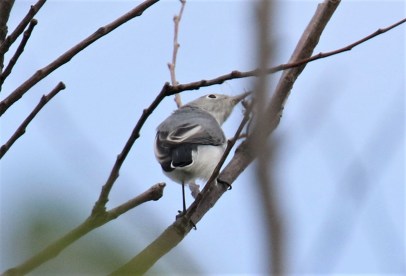 Blue Gray Gnatcatcher