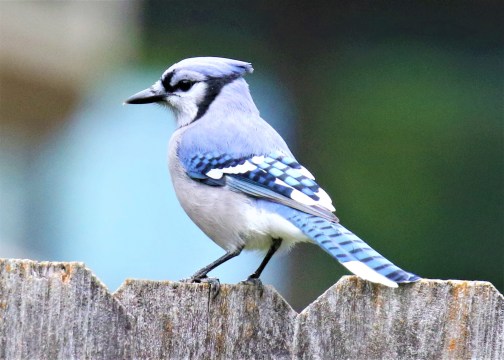 Blue Jay1
