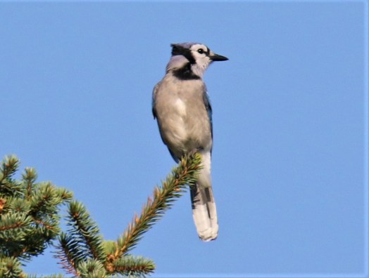 Blue Jay1