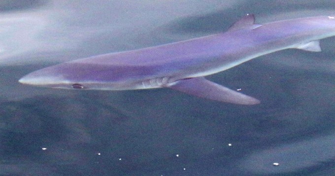 Blue Shark3