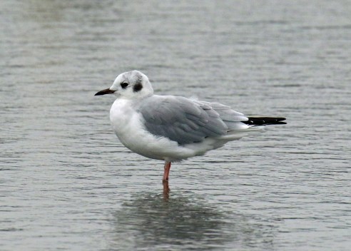 Bonaparte's Gull