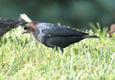 Brown Headed Cowbird