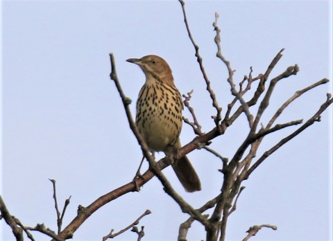 Brown Thrasher