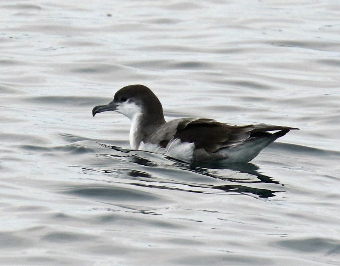 Buller's Shearwater on Water