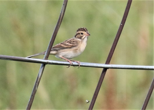 Clay Colored Sparrow3