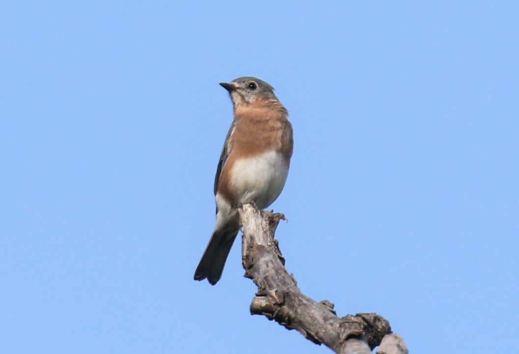 eastern-bluebird.jpg