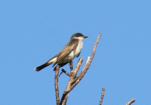Eastern Kingbird