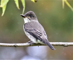 Eastern Phoebe2