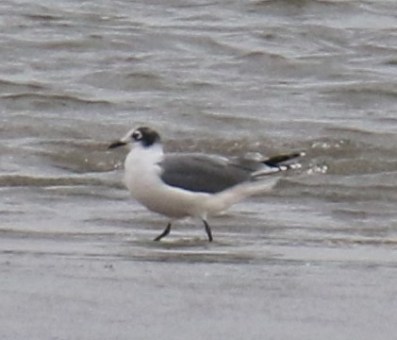 Franklin's Gull