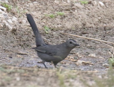 Gray Catbird