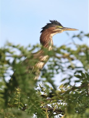 Green Heron Vertical