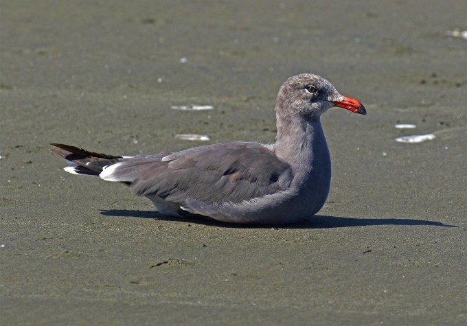 Heerman's Gull1