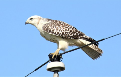 Krider's Red Tailed Hawk1