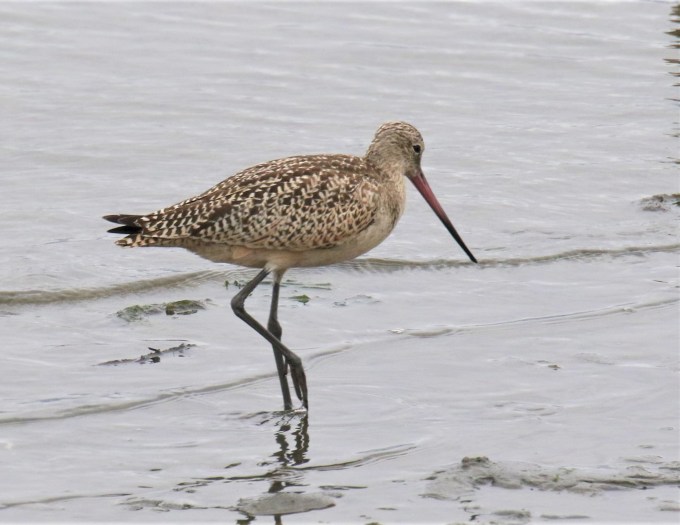 Marbled Godwit