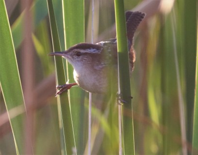 Marsh Wren1