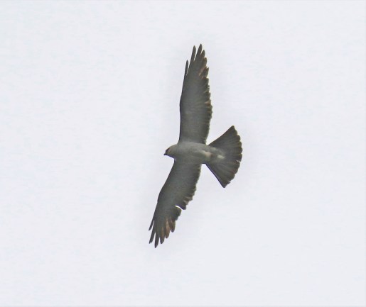 Mississippi Kite2