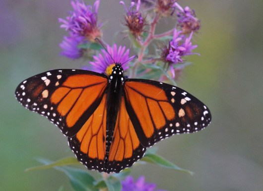 Monarch Butterfly