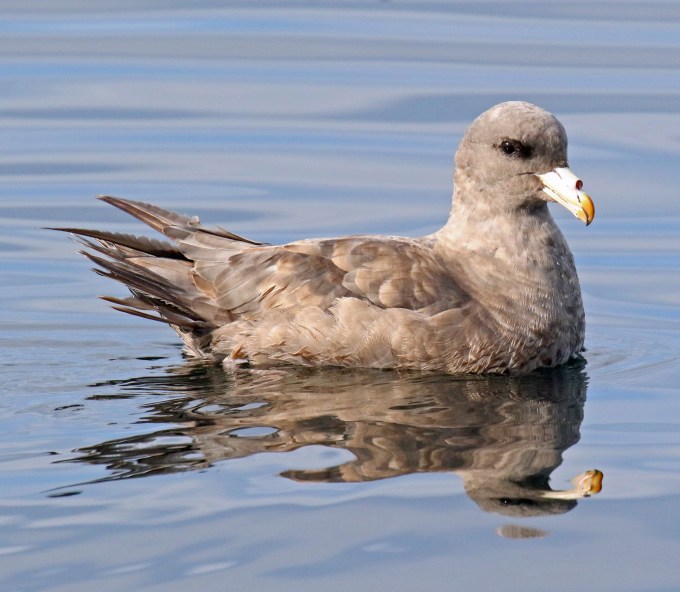 Northern Fulmar