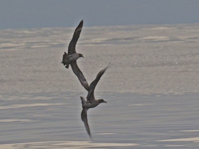 Parasitic Jaeger Attack