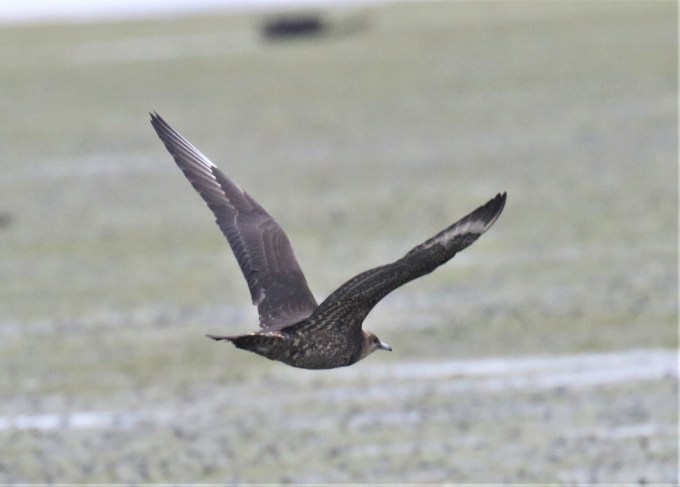 Parasitic Jaeger Flight
