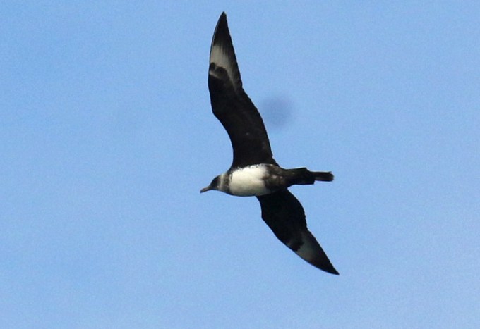 Pomarine Jaeger