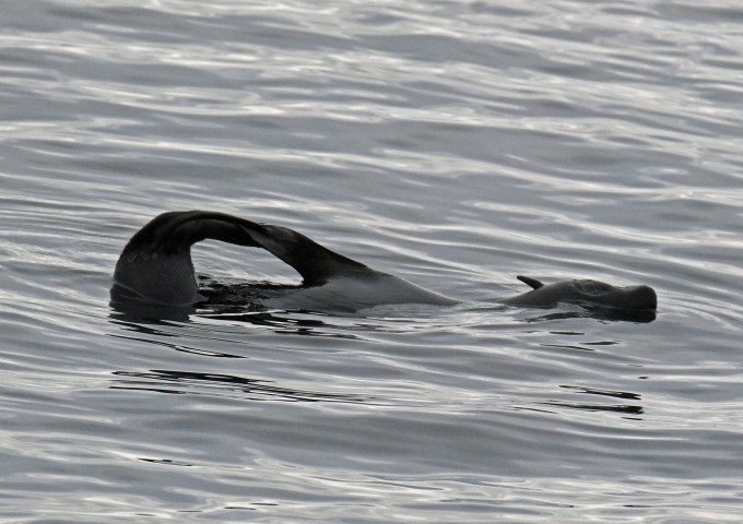 Possible Guadulupe Fur Seal