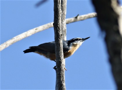 Red Breasted Nuthatch