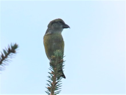 Red Crossbill Female