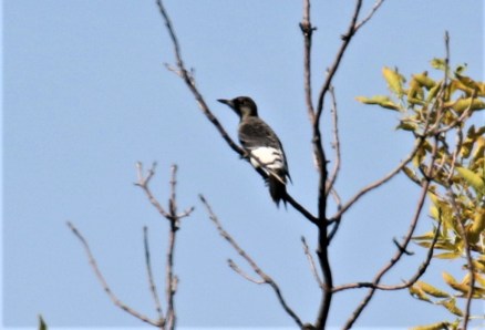 Red Headed Woodpecker Juvenile1