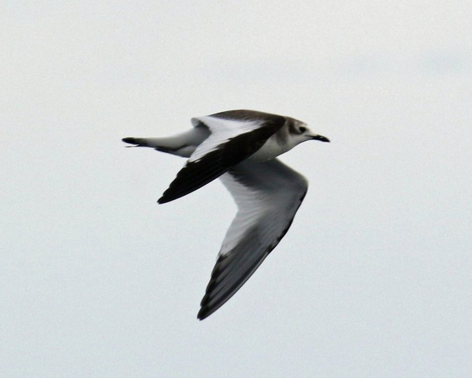 Sabine's Gull Juvenile2