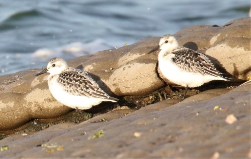 Sanderlings