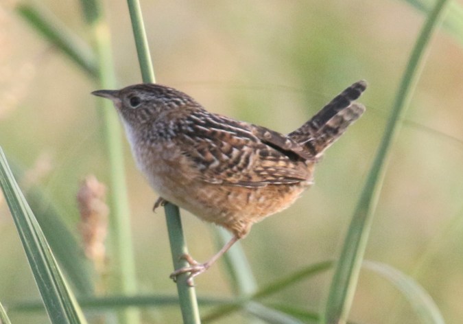sedge-wren-1.jpg